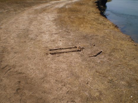 Restos óseos encontrados en saltés